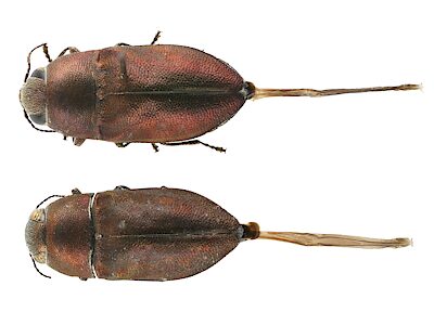 Anilara sp. Broombush, PL3495A, PL4100C, female, (above & below respectively) showing ovipositors in dried state, EP